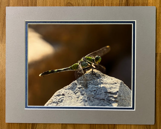 Dragon Fly Matted Print