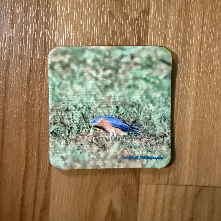 Coaster Male Blue Bird on Ground