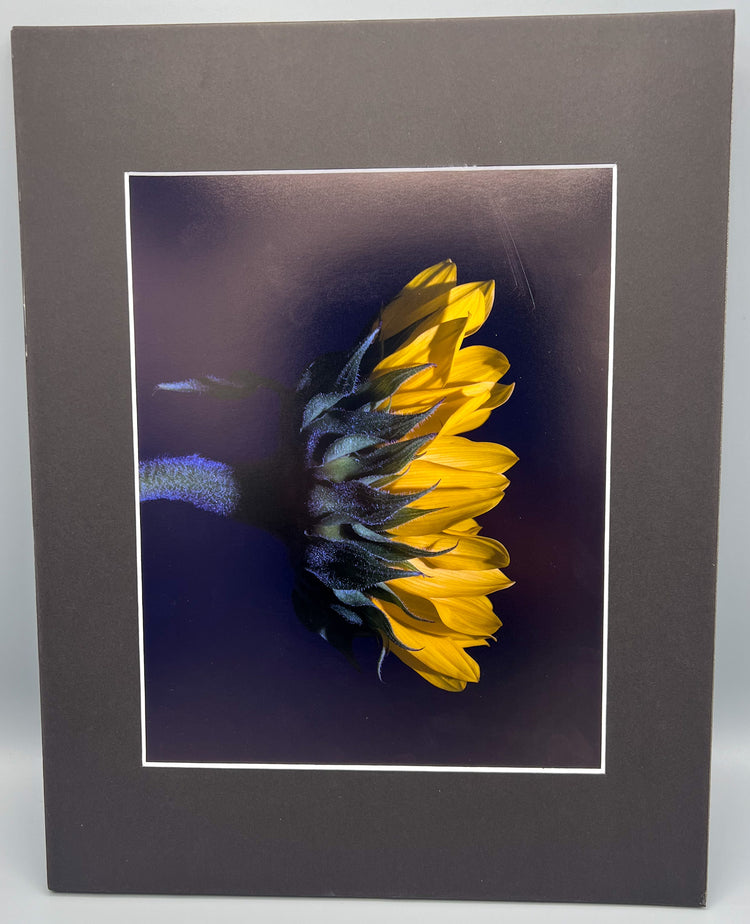 Side Blue Matted Print
