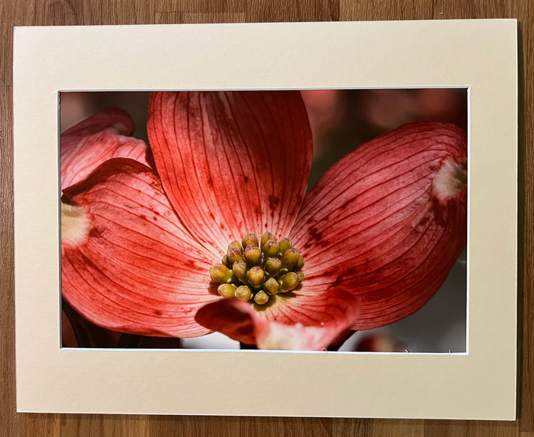 Single Pink Dogwood Flower Matted Print