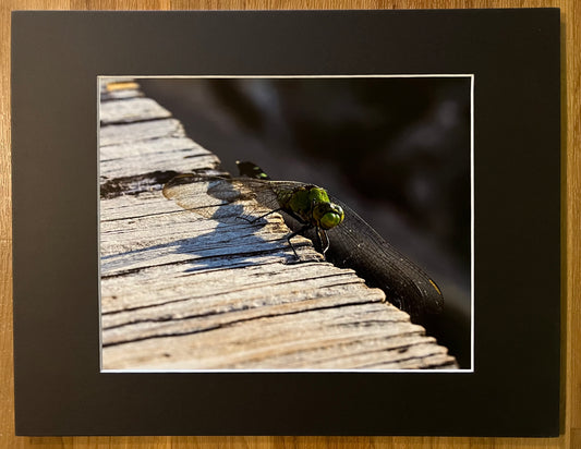 Double Wing Dragon Fly Matted Print