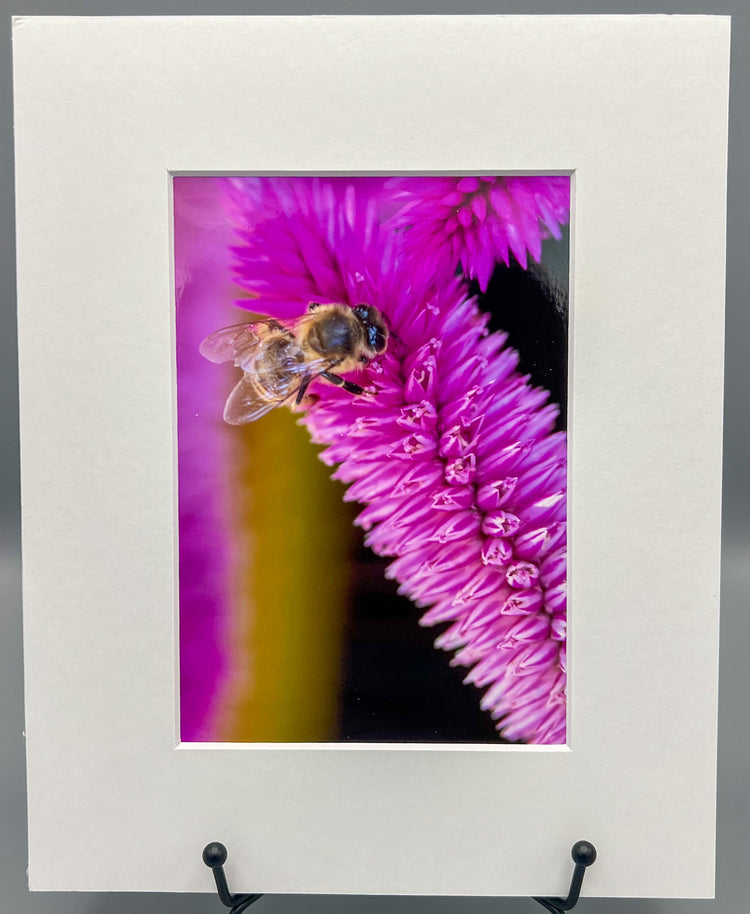 Bee on Purple Flower Matted Print