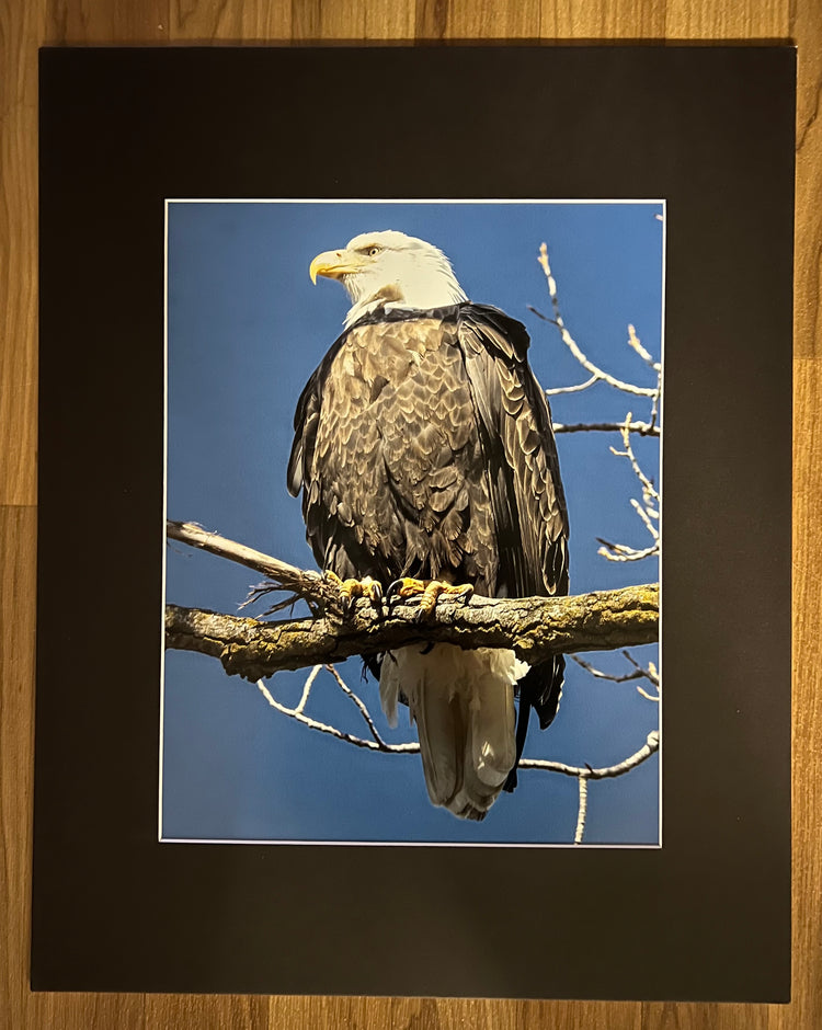 Close Up Portrait Matted Print