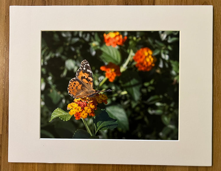 Butterfly Pollination Matted Print