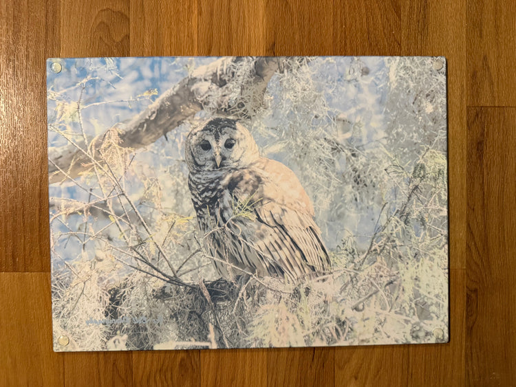 Glass Cutting Board - Barred Owl