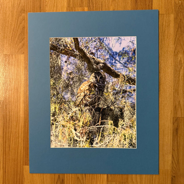 Barred Owl Matted and Framed Photograph