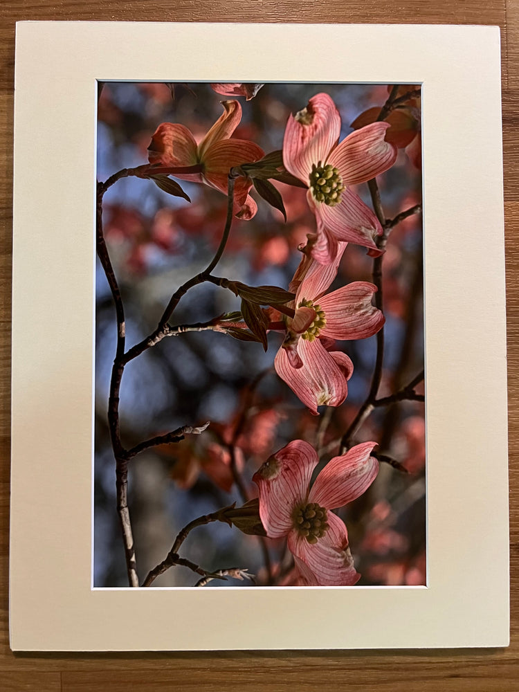 Pink Dogwood Love Matted Print