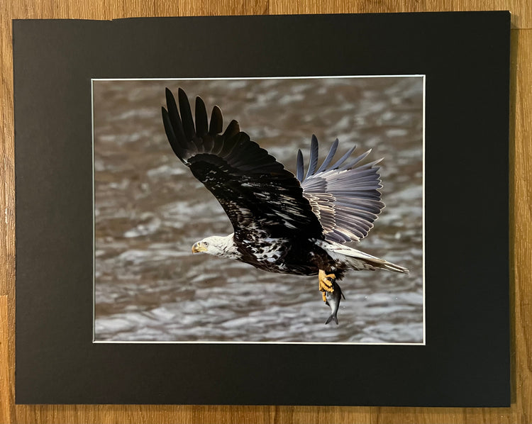 Fresh Catch Matted Print