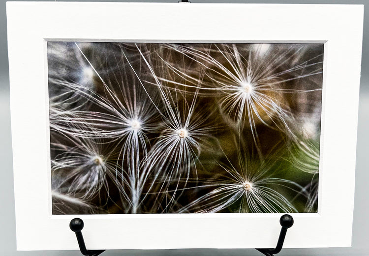 Dandelion Seeds Matted Print