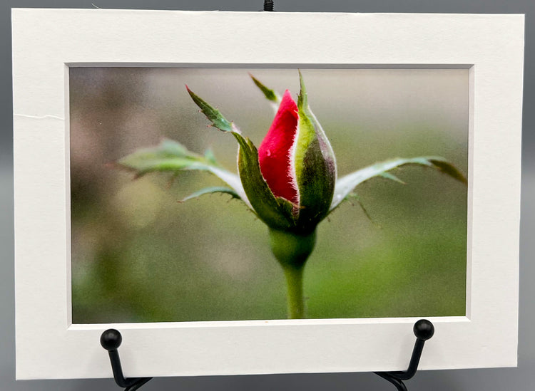 Early Beginnings Matted Print