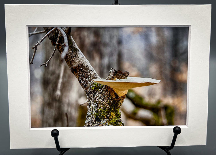 Flat Mushroom Tree Matted Print