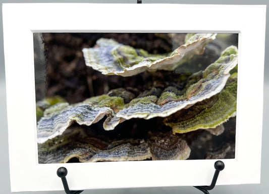 Mossy Maze Polypore Matted Print