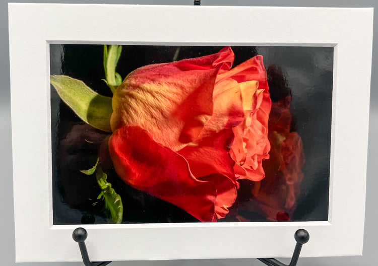 Peach Rose Reflection Matted Print