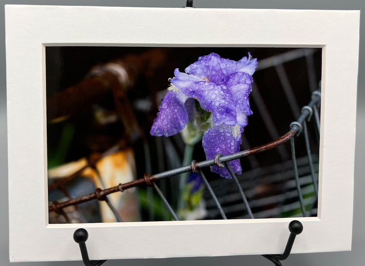 Purple Rain Light Dogpatch USA Matted Print