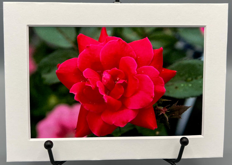 Red Petals Matted Print