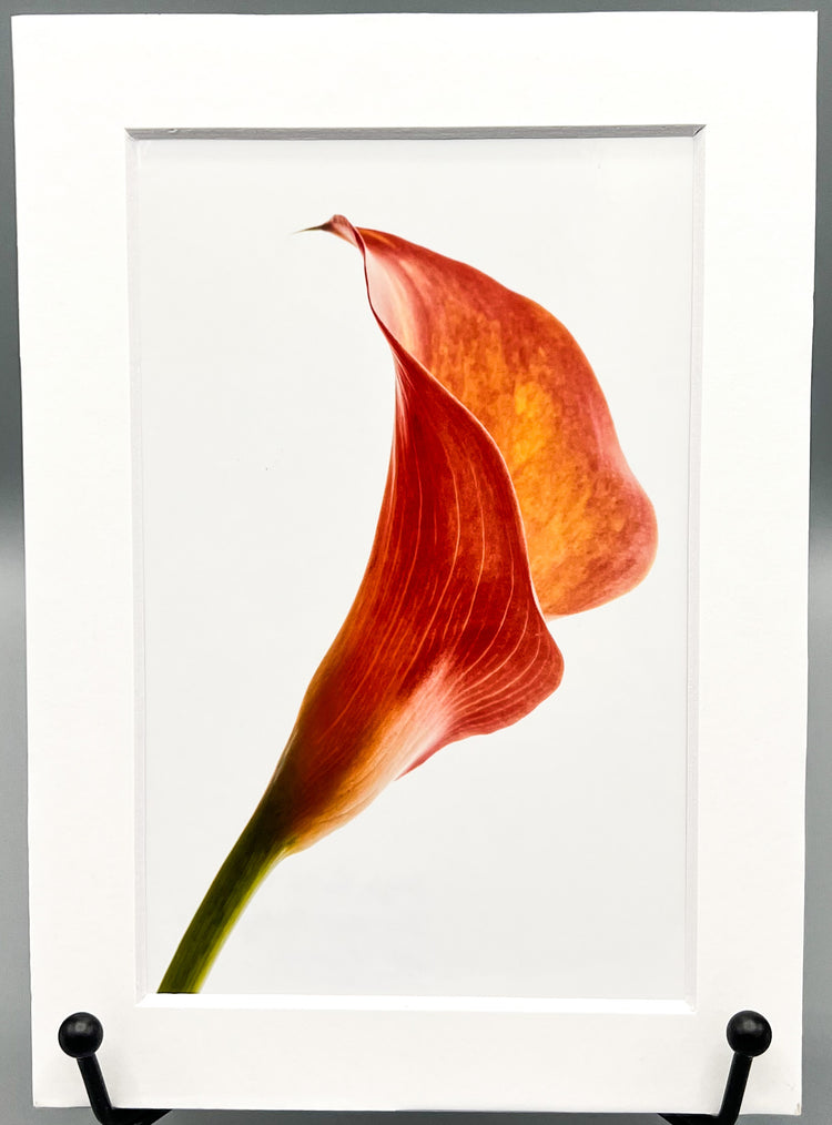 Single Calla Lily Matted Print
