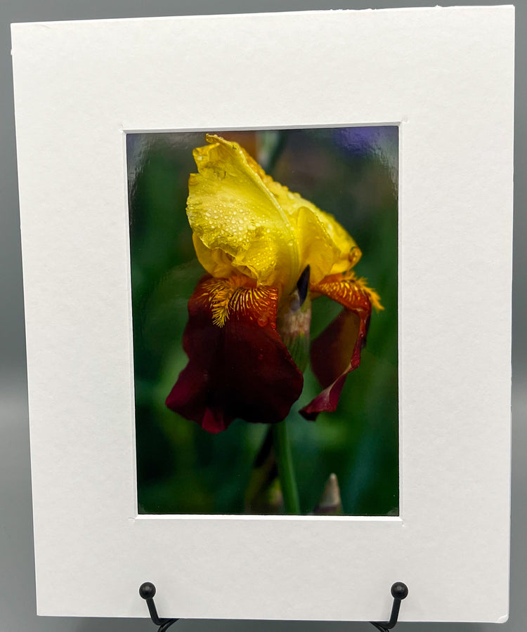 Iris at Dogpatch USA Matted Print