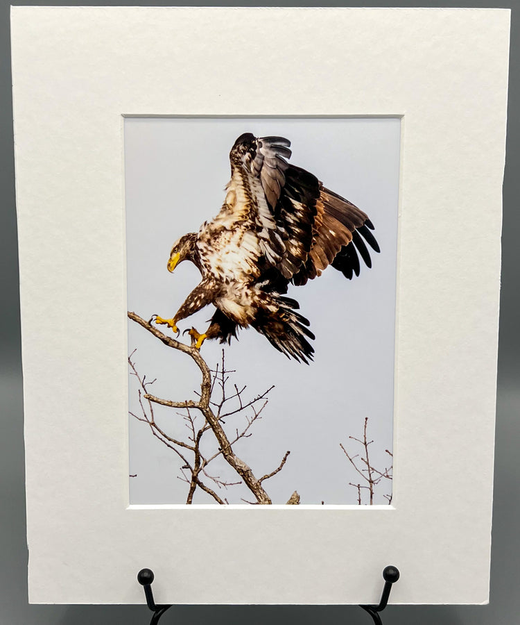 Juvenile Bald Eagle Matted Print