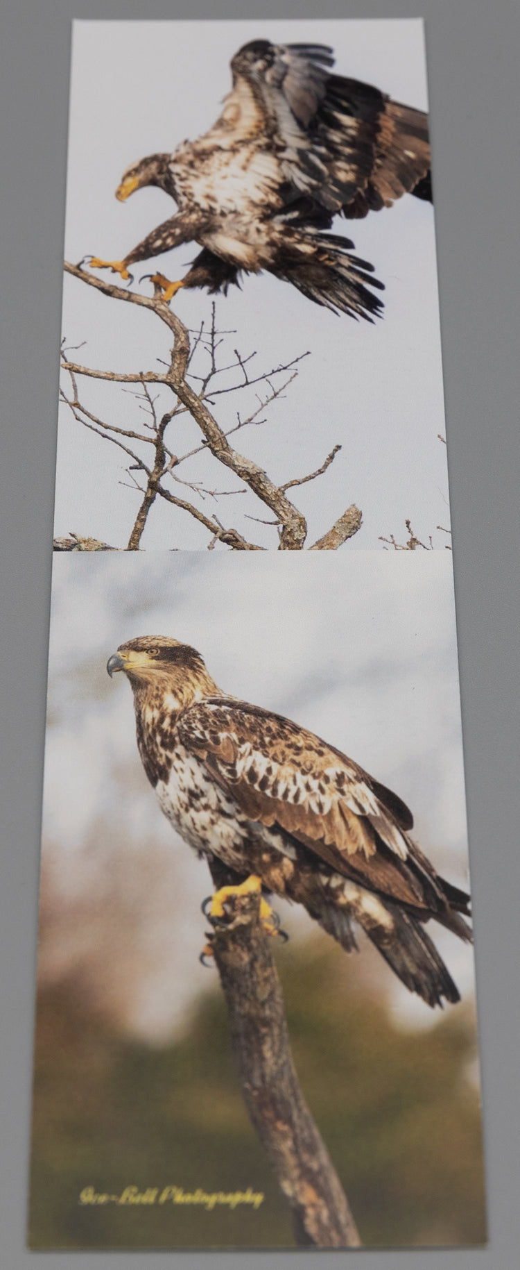 Bookmark Advice from an Eagle - Bald Eagles