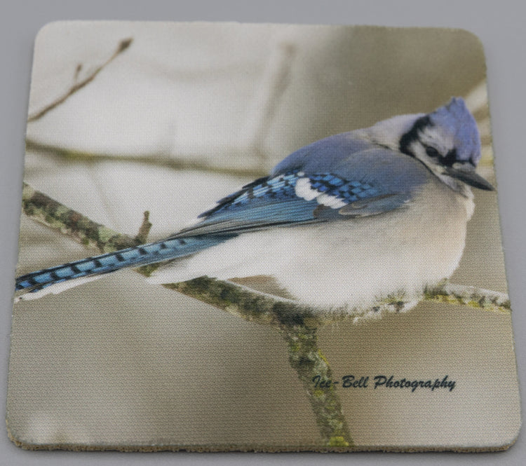 Coaster Blue Jay