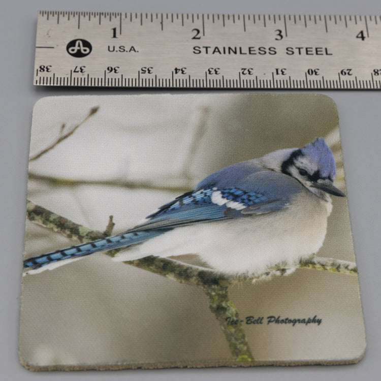Coaster Blue Jay