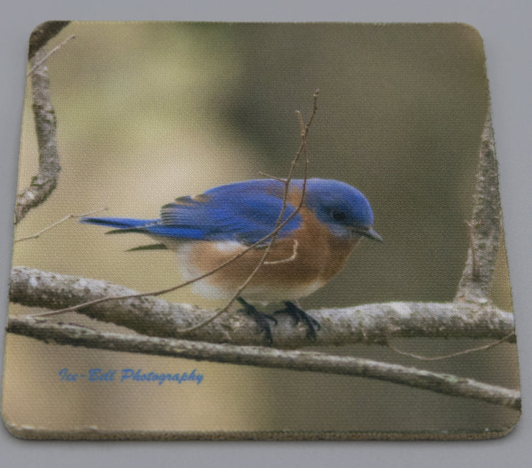 Coaster Blue Bird