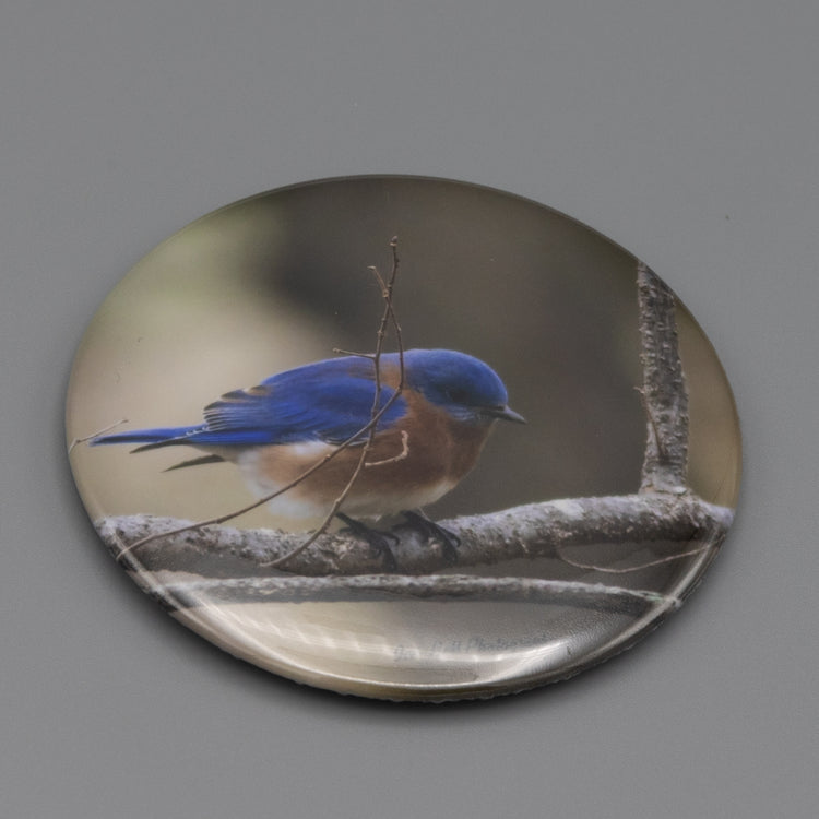 Magnet Blue Bird