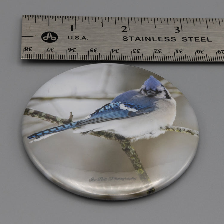 Magnet Blue Jay