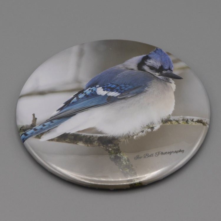 Magnet Blue Jay