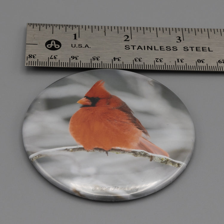 Magnet Cardinal in Snow