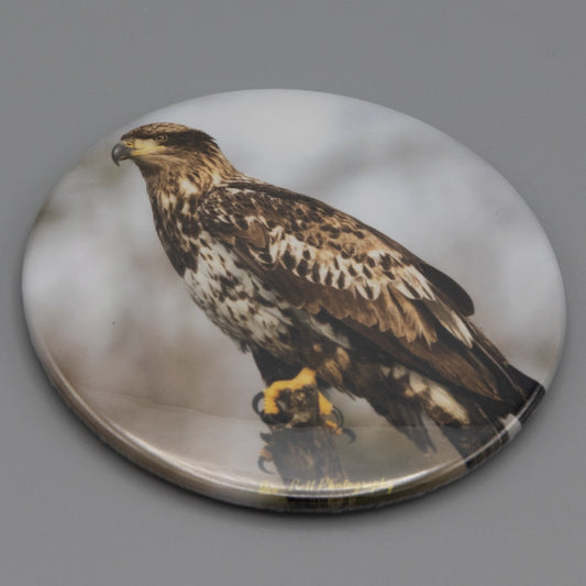 Magnet Juvenile Bald Eagle