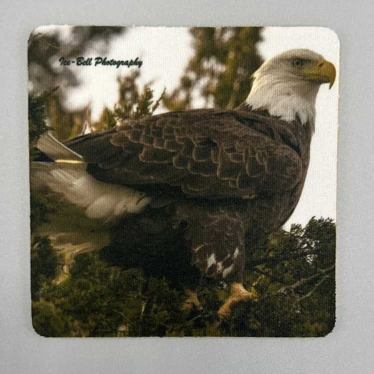 Coaster Bald Eagle in Tree