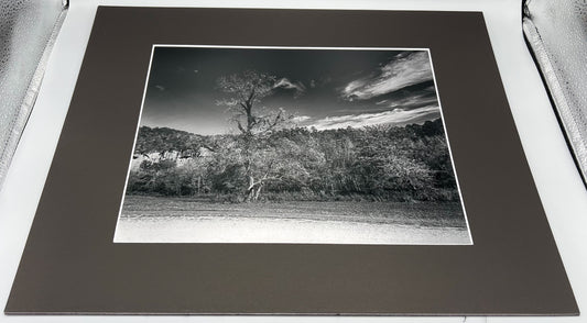 Steel Creek Tree Matted Print