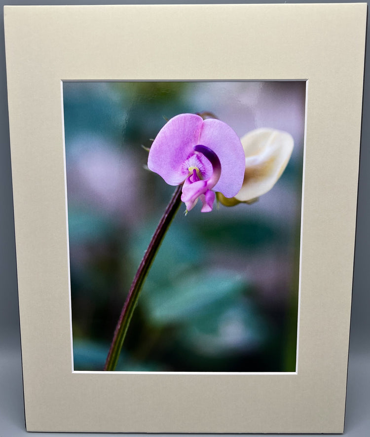 Wild Orchid Along the Buffalo River Framed Photograph