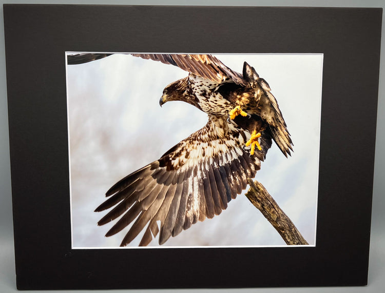 Juvenile Bald Eagle Matted Print