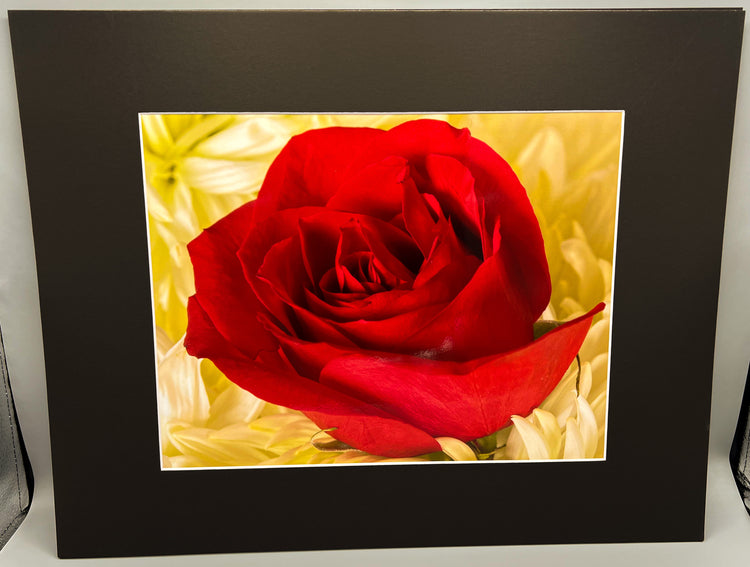 Rose in HydrangeasMatted Print