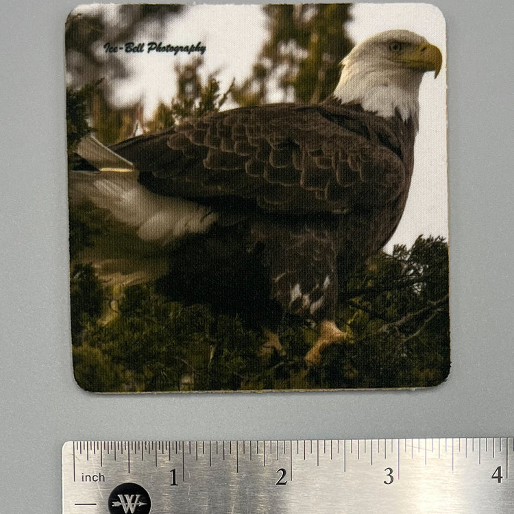 Coaster Bald Eagle in Tree