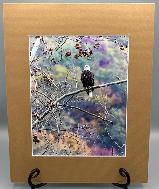 Fall Bald Eagle Boxley Valley Matted Print