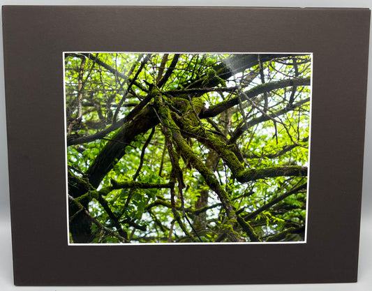 Old Mossy Tree at Dogpatch USA Matted Print