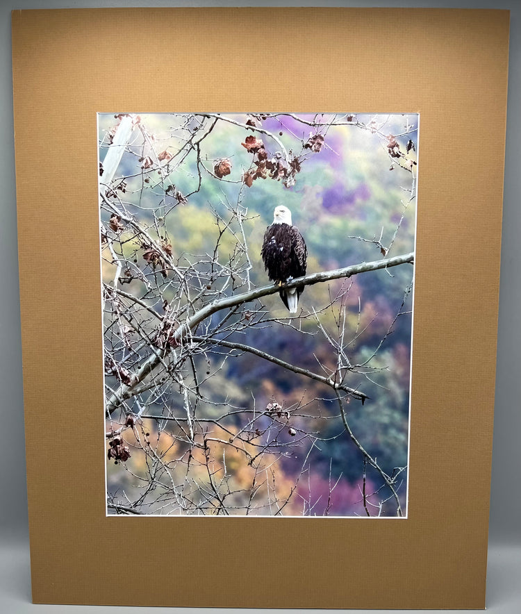 Fall Bald Eagle Boxley Valley Matted Print