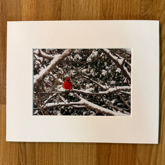 Cardinal in Snow Matted Print
