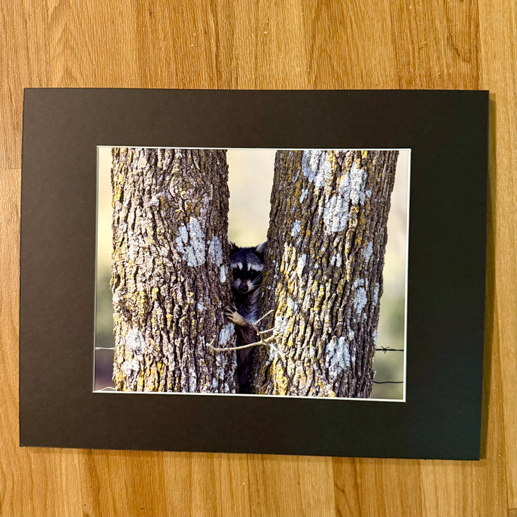 Peek-a-Boo Bandit Matted Print