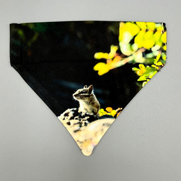 Over Collar Bandana - Chipmonk - XS