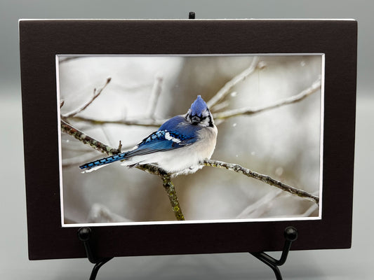 Blue Jay in Snow 2 Matted Print