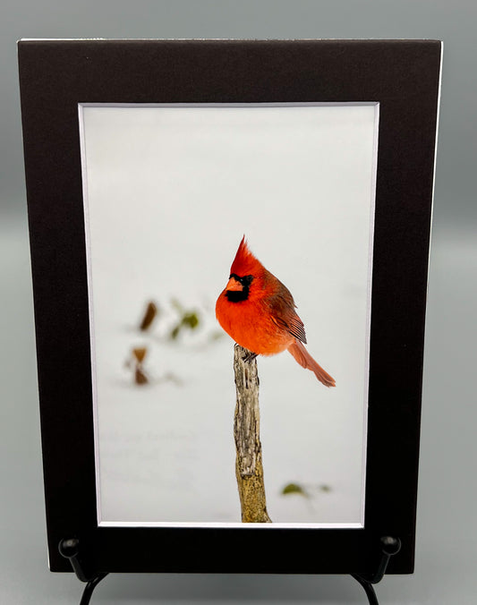 Cardinal on Stick Matted Print