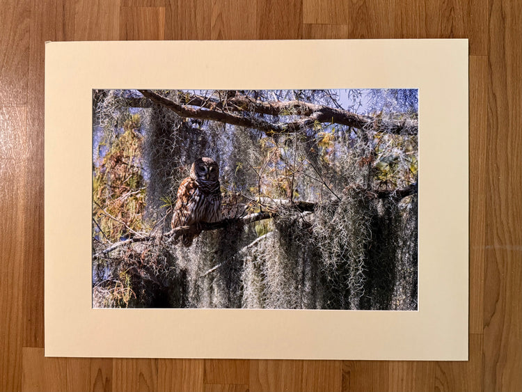 Barred Owl with Spanish Moss Matted and Framed Photograph