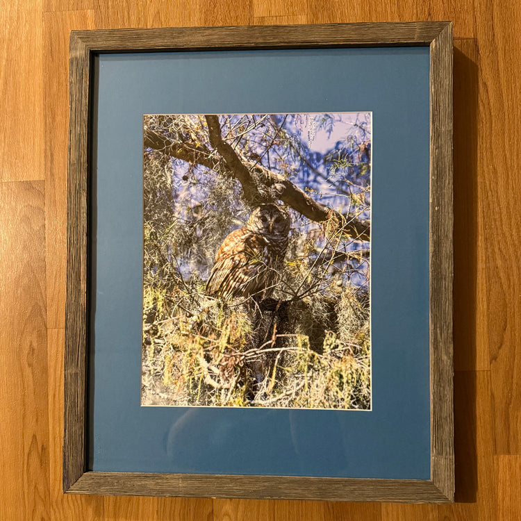 Barred Owl Matted and Framed Photograph