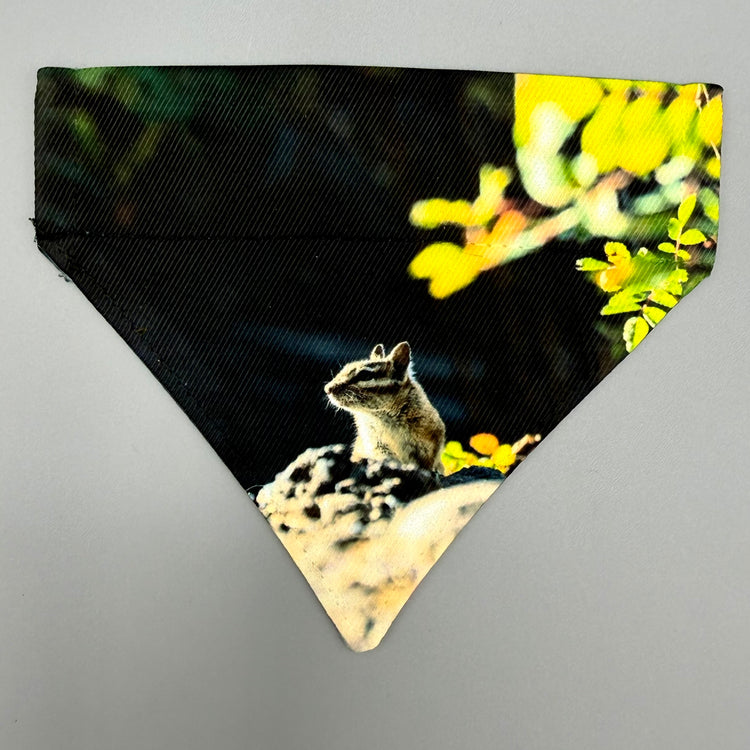 Over Collar Bandana - Chipmonk - XS