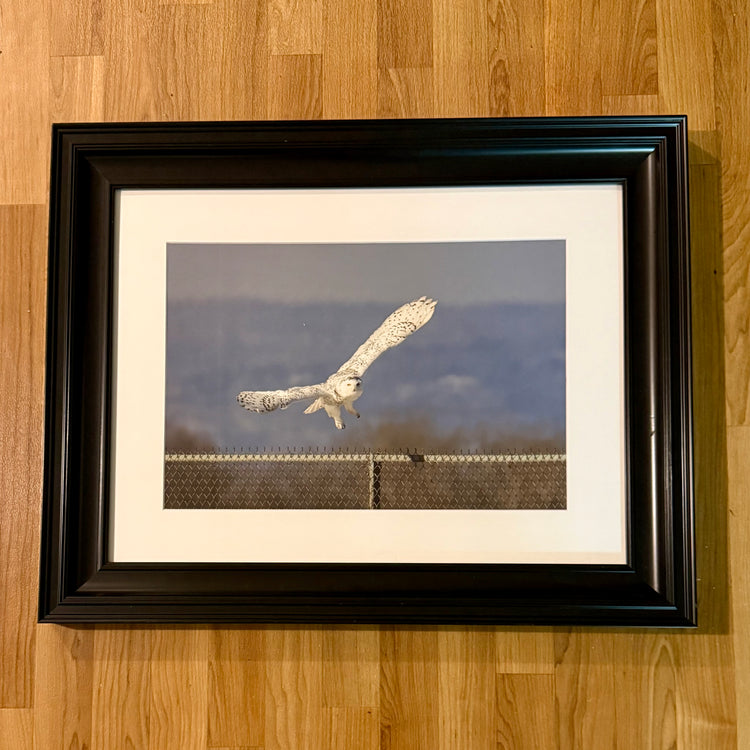 Wings of Winter Matted and Framed Photograph