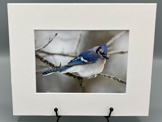 Blue Jay in Snow Matted Print